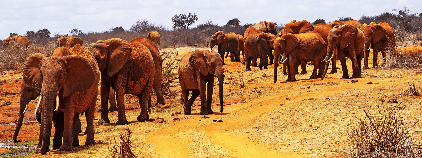 Majestic Gentle Giants The Elephant Camps International